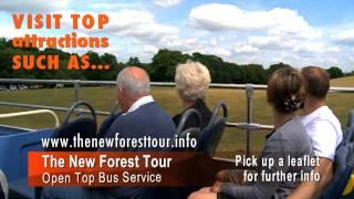 New Forest Tours