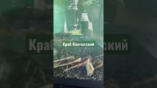 #краб #камчатский