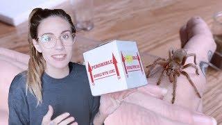 SURPRISE TARANTULA UNBOXING from Micro Wilderness