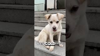 Stray Dog Doesn’t Know He’s About To Be Euthanized#dog #dogshorts #dogs