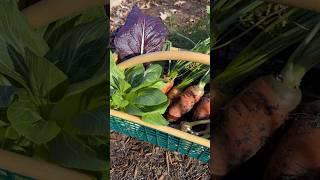 Winter garden harvest  #gardenharvest #gardening #gardeningtips #growyourownfood #backyardgarden