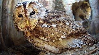 Tawny Owl Scrapes Out Nesting Hollow | Luna & Bomber | Robert E Fuller