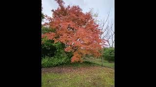 Japanese Maple tree #japanesemaple #autumn #nature