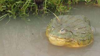 Giant African Bullfrog Attack!