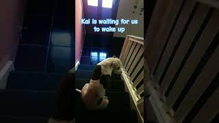 Waiting waiting.. | #kai #dog #cutedog #waiting |