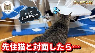 緊急保護した野良猫と先住猫に仲良くなってもらおうとしたら…意外な反応に！？