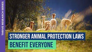 Stronger Animal Protection Laws Benefit Everyone | Michael Hill | THRIVE Research