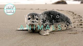 Focus Music - ANIMAL ADVENTURE - Relaxing music for the classroom to help you study and focus.