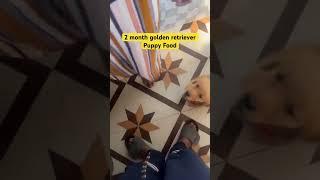 Homemade Food for Golden Retriever Puppy   #GoldenRetrieverPuppy #PuppyFood #dog #puppy  #pets