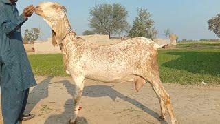 Ajmal goat farm Hasilpur makhi cheeni gabban bakriyan 03086171529