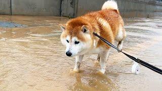 As the flood occurs, Shibe gets covered in mud as he flees to safety.