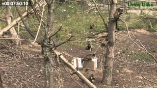 Student resource - 15 minute Animal Behaviour sampling video