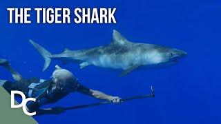 Understanding The Behaviour Of The Tiger Shark | Ocean Vet | S1E03 | Documentary Central