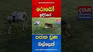 චණ්ඩි පාට් දැම්මට රොබෝ ඉදිරයේ පජාතයි නේද?...#dogs #short #shortsvideo #robot