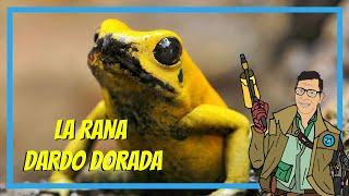 El ANIMAL MÁS VENENOSO del MUNDO: La Rana Dardo Dorada (Phyllobates Terribilis) 