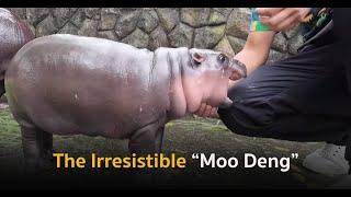 “Moo Deng”- the Bouncy Pygmy Hippo Captures Hearts of Millions