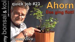 Bonsai 2024-59 - quick job #23 - französischer Ahorn - Hoppla, das ging flott!