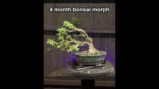 4 MONTH BONSAI MORPH / portulacaria afra / windswept #bonsai #indoorbonsai