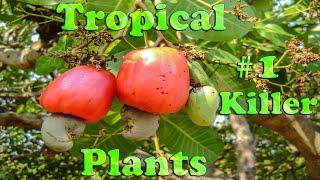 #1 Killer of Tropical Plants