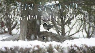 [자연학습 나레이션 1] 눈 내리는 아침 박새들의 힘든 겨울 이야기를 영상에 담아 봤어요.  [Winter story of snowy cold morning birds]