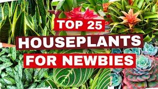 25 BEST Houseplants for TOTAL BEGINNERS!  Best Plants for NEWBIES That THRIVE! 