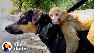 Baby Monkey Thinks This Dog Is Her Mom And She Rides Her Everywhere | The Dodo