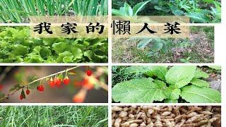 我家菜園里的十種懶人蔬菜 | Top 10 easiest vegetables in my garden