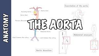 Clinical Anatomy - The Aorta, sections and branches (coarctation, dissection and aneurysm)