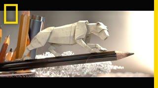 Step into a Miniature World of Animated Paper Wildlife | Short Film Showcase