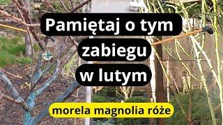 Pierwszy ważny oprysk w tym roku, poprawi odporność drzewek owocowych, ozdobnych, krzewów róż