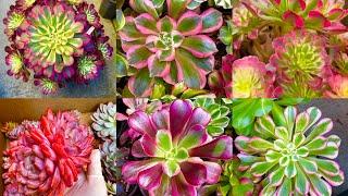 11/6/24 SUCCULENTS FOR SALE | WELL ROOTED BEAUTIFUL COLORS