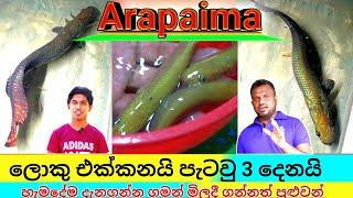 Arapaima Gigas | Arapaima Fish care in sinhala | arapaima fish shop | 3 baby arapaima & 1big size