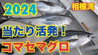 【コマセキハダ相模湾】良型キハダマグロ続々！2024.9.28