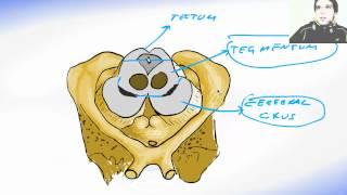 Lessons And 3D Anatomy Software: Mesencephalon Midbrain