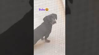 bubu