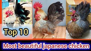 Top 10 most beautiful japanese bantam chicken colors | japanese bantam chicken price in Bangladesh