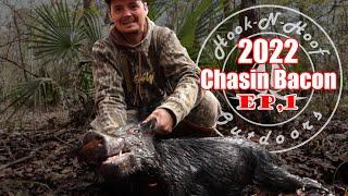 Sleeping Hogs In The Flooded Swamp | Georgia Public Land