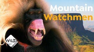 Geladas: Watchmen of Ethiopia’s Mountains | Wild to Know