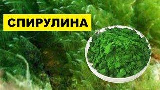 Выращивать Водоросли Спирулина как бизнес идея