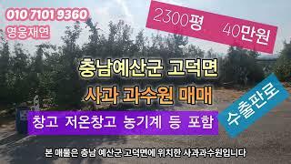 [12]  전원주택 있는 2300평 예산사과과수원 매매. 사과 전량 수출. 저온창고.농기계 등 일체 포함. 성화공인중개사사무소 010-7101-9360