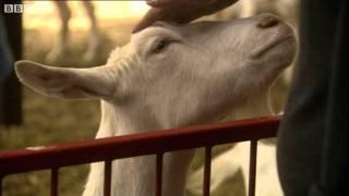 The Goats with Spider Genes and Silk in their Milk - Horizon: Playing God - BBC