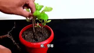 扦插不生根套上塑料袋试试，用西红柿种植培育番石榴树插条教程