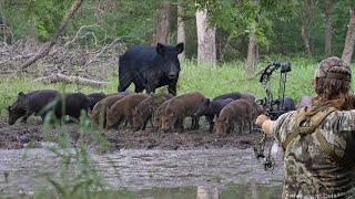 Bow Hunting Wild Hogs On The Ground | Up Close and Personal!