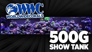 500g Show Tank Reef Aquarium at World Wide Corals