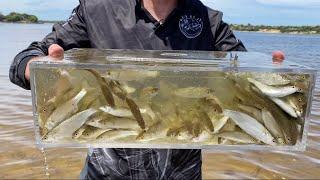 Poddy Mullet with the Deluxe Bait Trap at Lakes Entrance