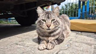 A Sweet street cat whose beauty you will admire