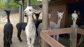 Alpaca owners accused of using farms for tax breaks