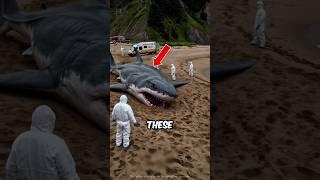 These Are Some Of The World’s Most Dangerous Fish  Part 2