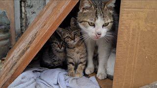 Mother cat and incredibly cute little babies.