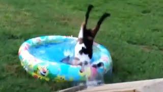 Best of Fainting Goats 2020 - Funny Compilation  [Funny Pets]